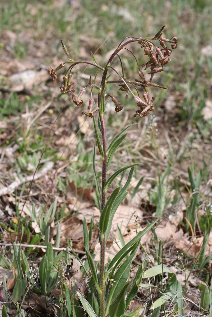 Image of Hesperis tristis specimen.