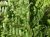 Dryopteris assimilis. Нижняя часть листа с сорусами. Свердловская обл., окр. г. Североуральск, подножие Сосьвинского хребта, долина р. Большая Сосьва, смешанный лес. 29.06.2010.