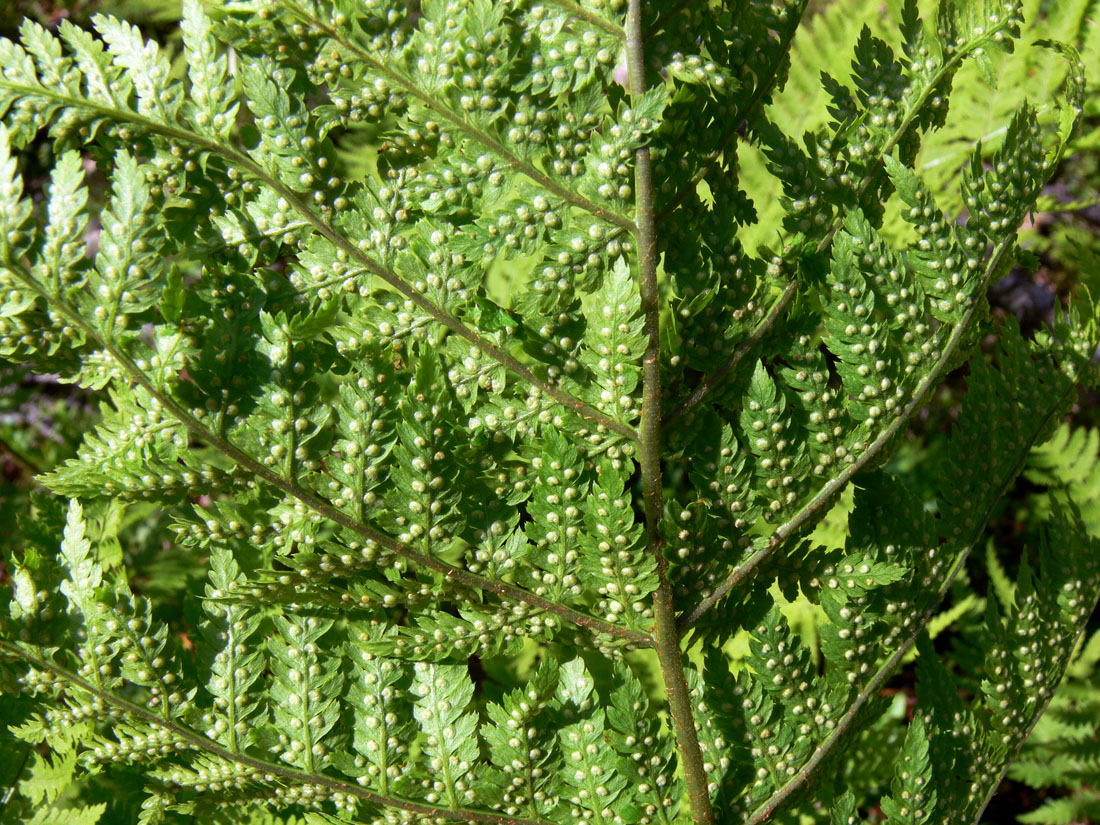 Изображение особи Dryopteris assimilis.