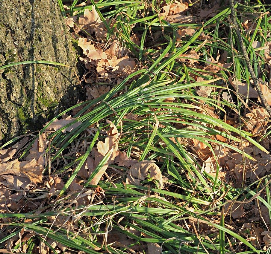 Image of Carex pilosa specimen.