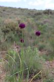 Allium jodanthum