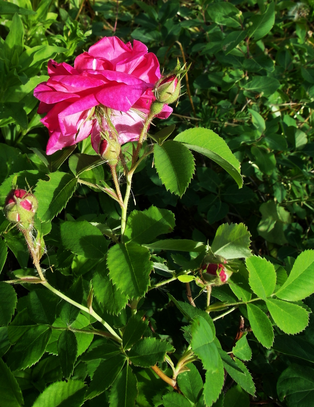 Image of Rosa damascena specimen.