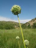 Allium drobovii