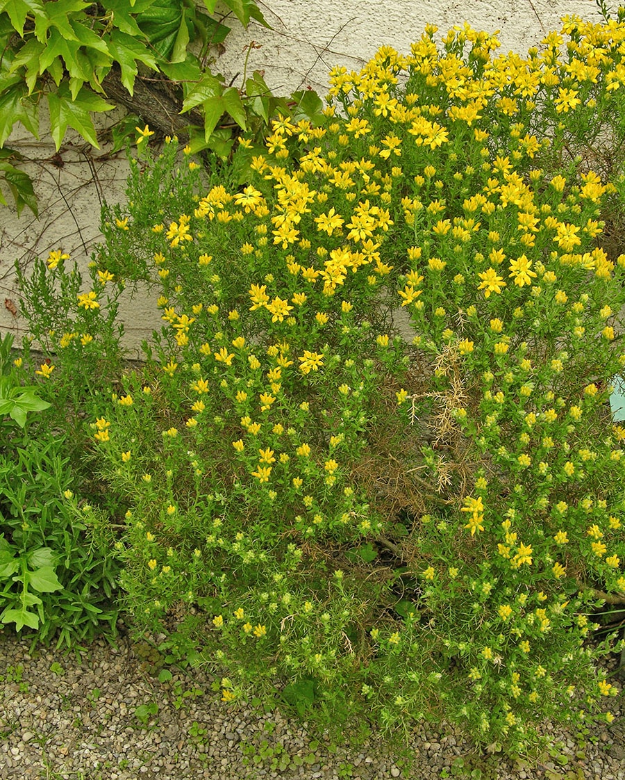 Image of Genista hispanica specimen.