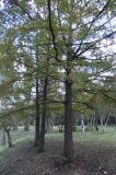 Taxodium distichum