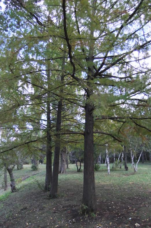 Изображение особи Taxodium distichum.