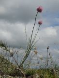 Allium clathratum