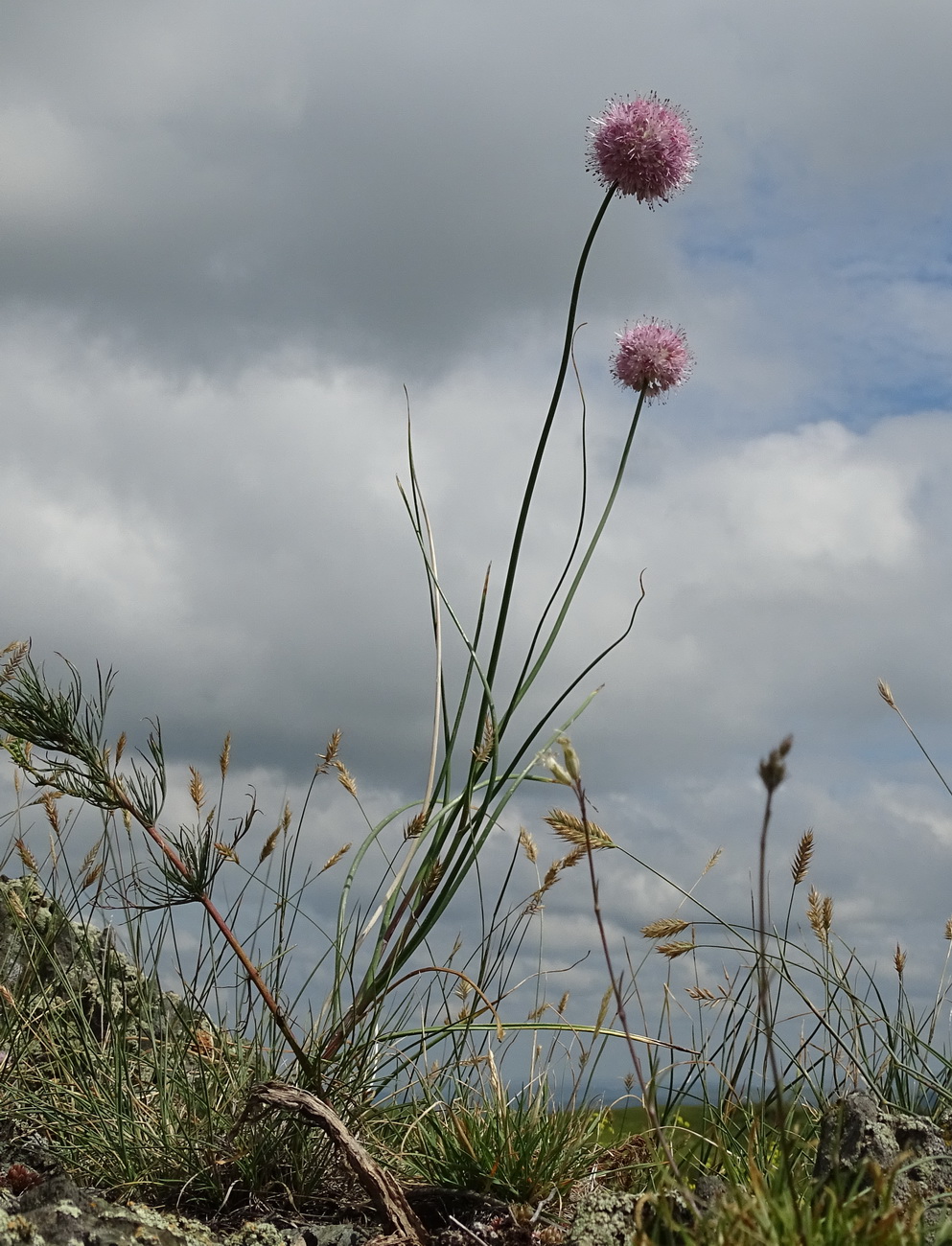 Image of Allium clathratum specimen.