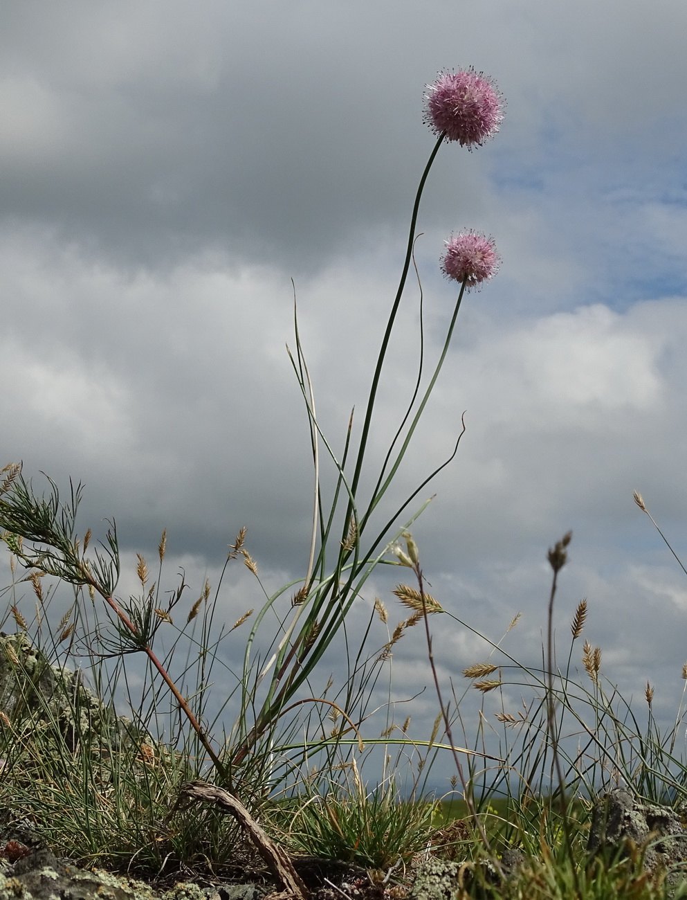 Изображение особи Allium clathratum.