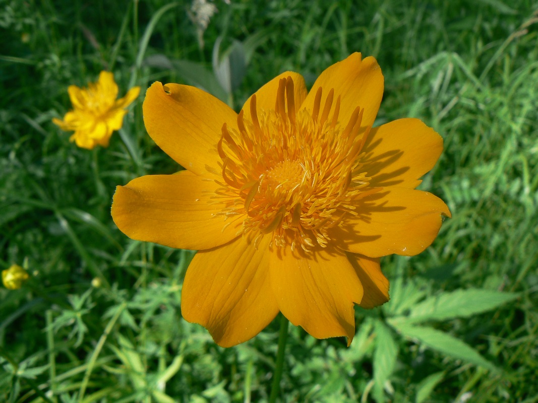 Image of genus Trollius specimen.