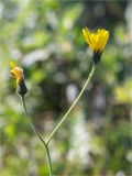 genus Hieracium. Верхушка веточки с соцветиями. Мурманская обл., п-в Рыбачий, побережье Большой Волоковой губы севернее м. Коровий, разнотравный приморский луг. 28.07.2020.