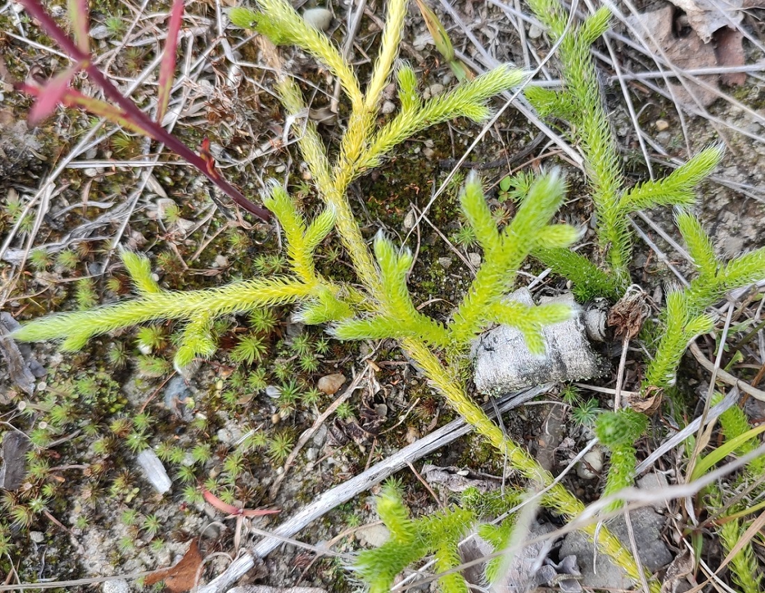 Image of Lycopodium clavatum specimen.