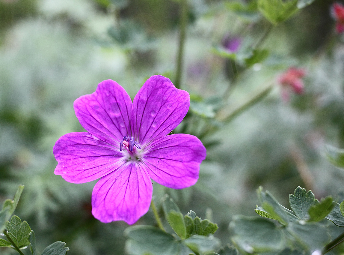 Image of Geranium sanguineum specimen.