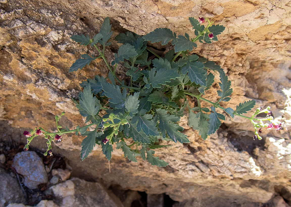 Изображение особи Scrophularia heterophylla.