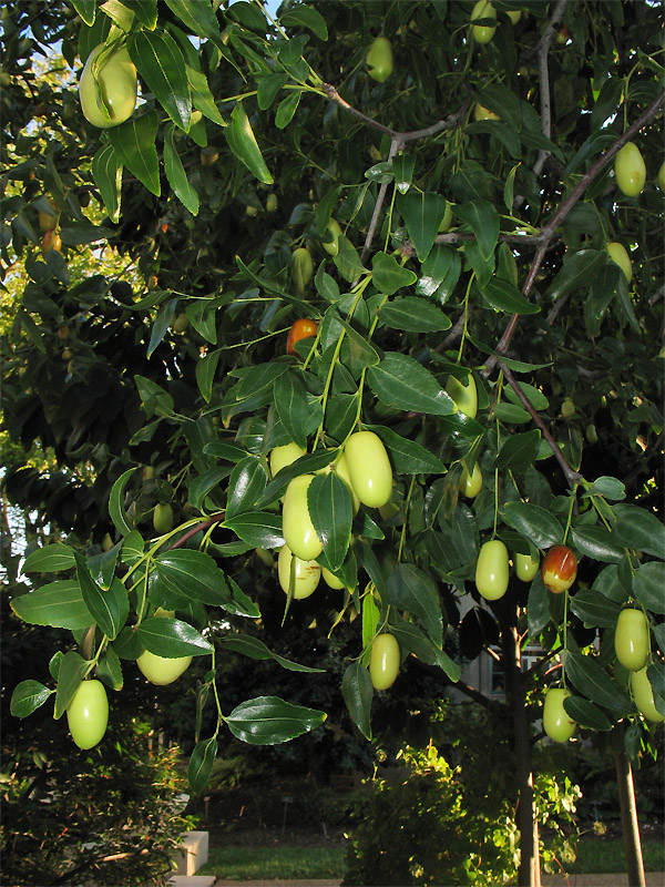 Image of Ziziphus jujuba specimen.