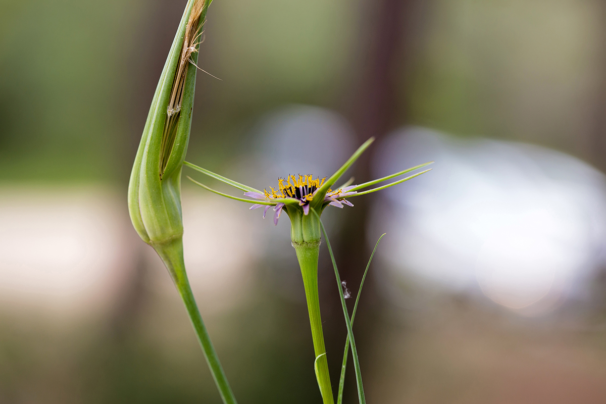 Изображение особи Tragopogon porrifolius ssp. longirostris.