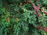 Prunus cerasifera