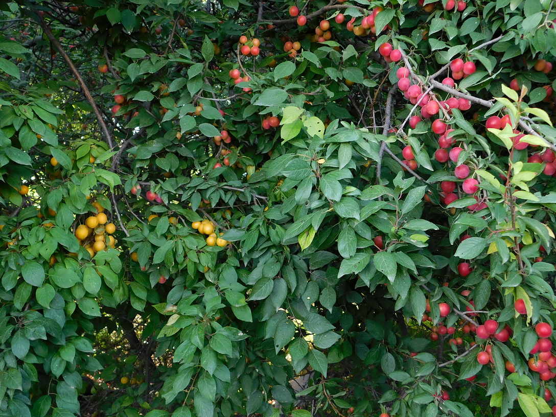 Изображение особи Prunus cerasifera.