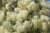 Clematis orientalis