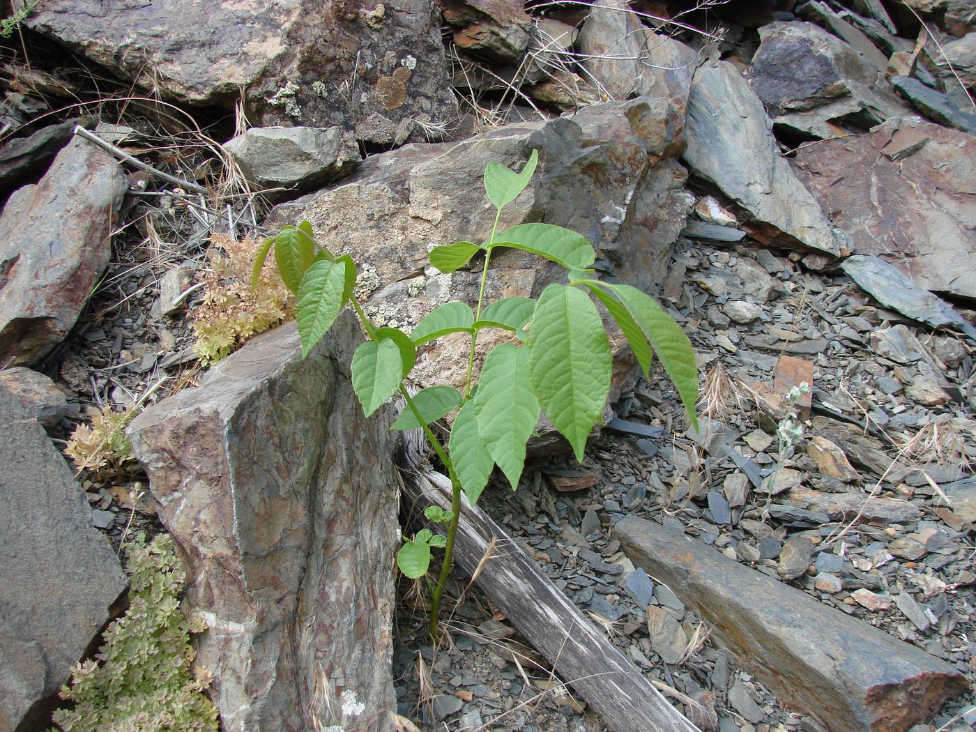 Изображение особи Juglans regia.