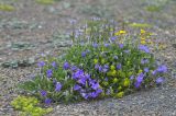 Campanula saxifraga. Цветущее растение (лиловые цветки) в сообществе с Veronica gentianoides, Anthemis и Cruciata. Республика Северная Осетия-Алания, Ирафский р-н, Большой Кавказ, Гуларский хребет, западный отрог горы Казатхох, ≈ 3270 м н.у.м., щебнистая россыпь. 07.07.2021.