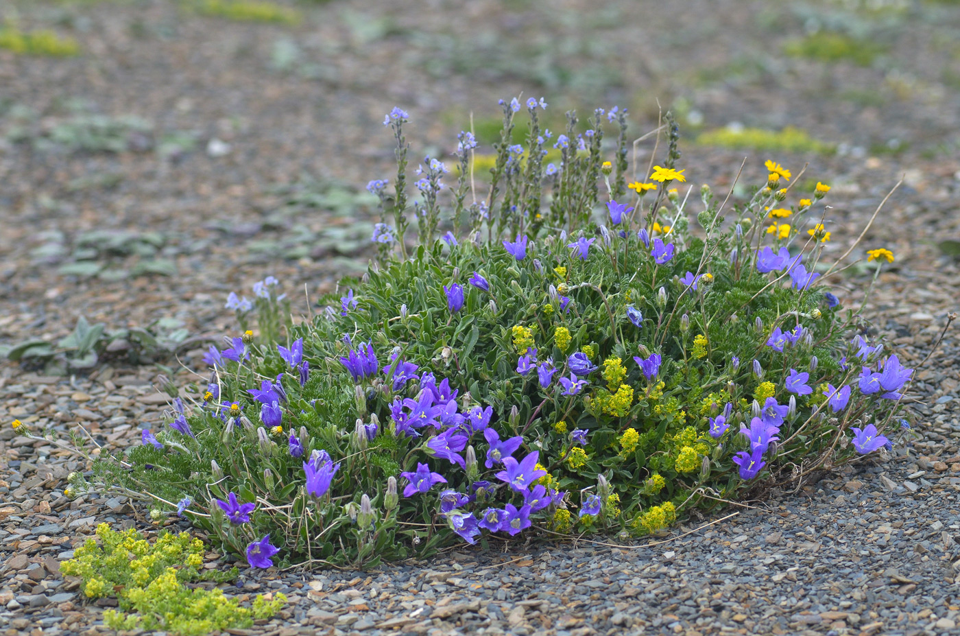 Image of Campanula saxifraga specimen.