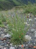 Papaver fugax
