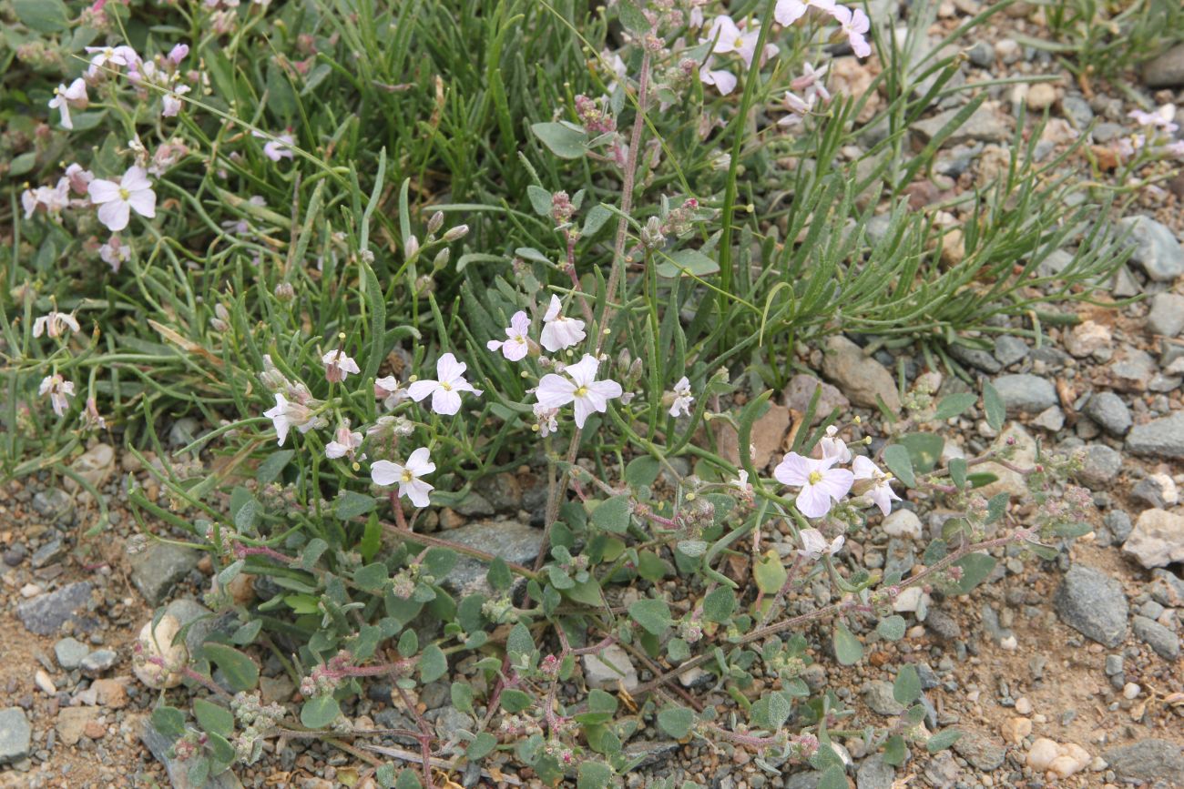 Изображение особи Dontostemon perennis.