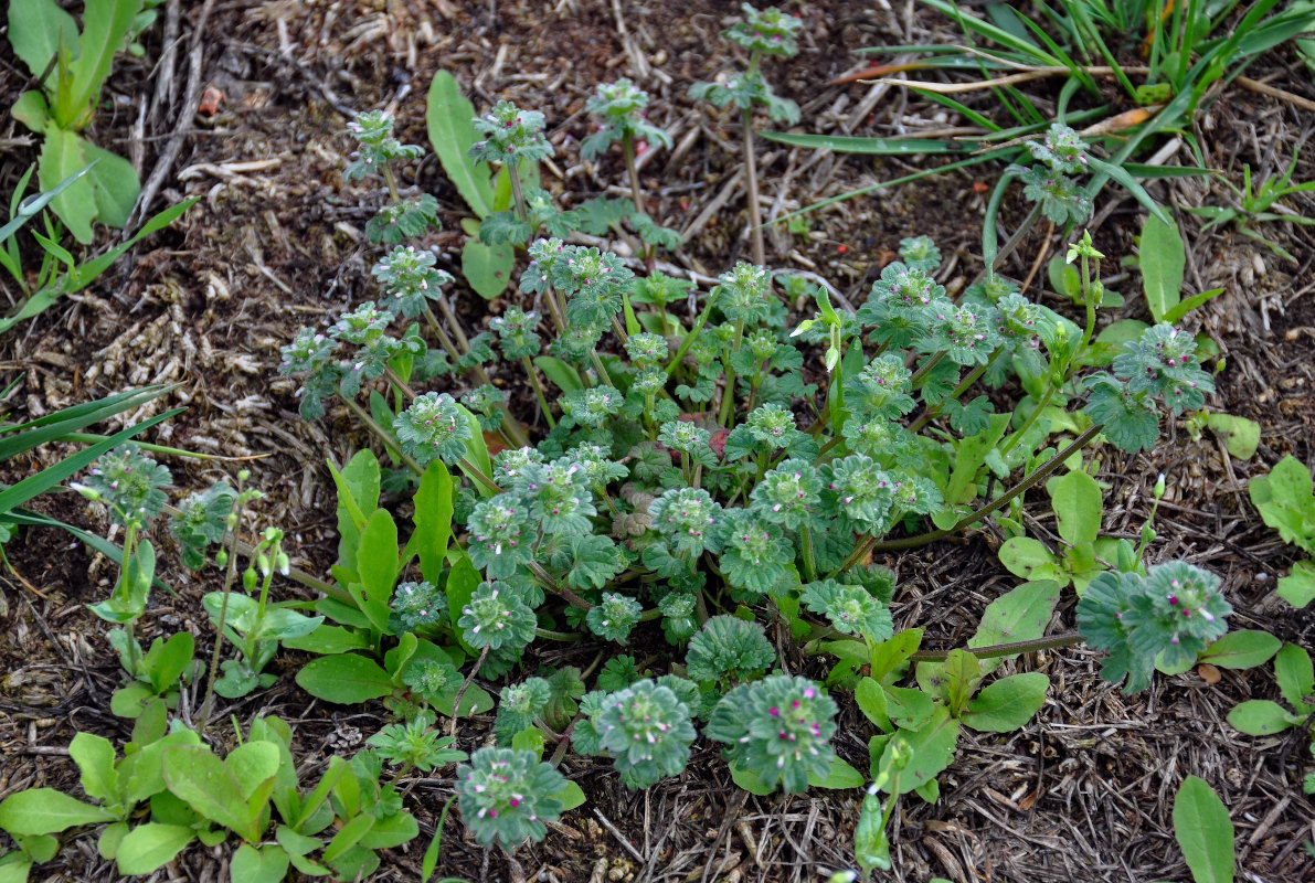 Image of Lamium amplexicaule specimen.