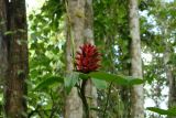 genus Costus. Цветущий побег. Малайзия, о-в Борнео, штат Сабах, берег р. Кинабатанган, джунгли. 10 октября 2011 года.