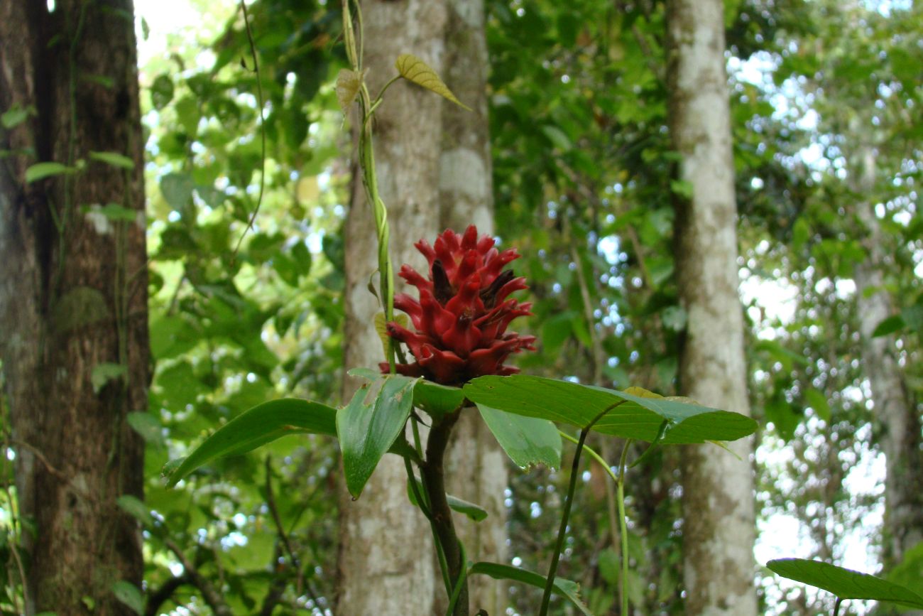 Image of genus Costus specimen.