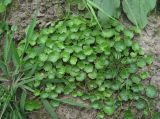 Hydrocotyle ramiflora