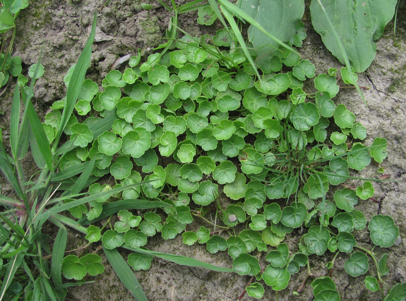 Изображение особи Hydrocotyle ramiflora.