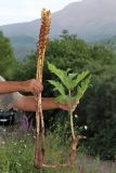 Orobanche ingens. Извлечённые из земли цветущие растения с растением-хозяином (Heracleum sosnowskyi). Дагестан, Докузпаринский р-н, с. Килер, луг у дороги. 26 июня 2021 г.