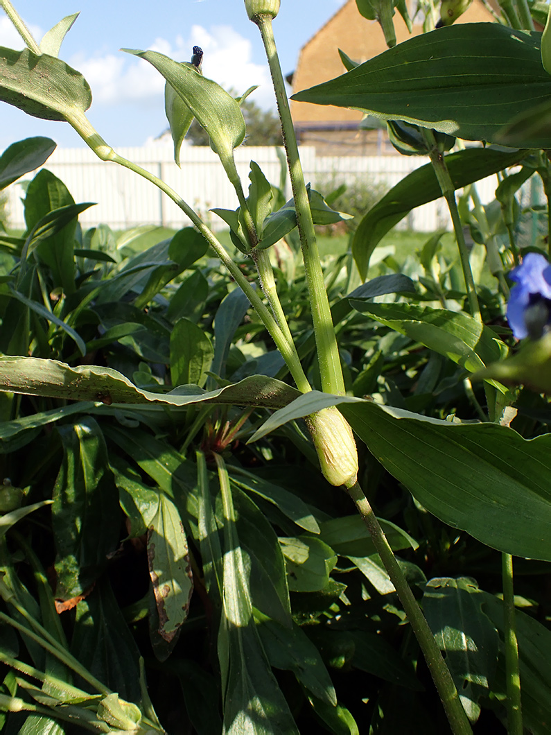 Изображение особи Commelina tuberosa.