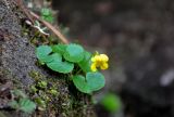 Viola biflora. Цветущее растение. Хабаровский край, р-н им. Полины Осипенко, хр. Дуссе-Алинь, окр. оз. Тюленье, ≈ 1200 м н.у.м., каменистый склон. 19.07.2021.