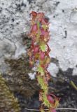 Rumex bucephalophorus. Соплодие. Испания, автономное сообщество Каталония, провинция Жирона, комарка Баш Эмпорда, муниципалитет Калонже, берег малой реки, в трещине валуна. 04.05.2022.