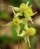 Epimedium koreanum