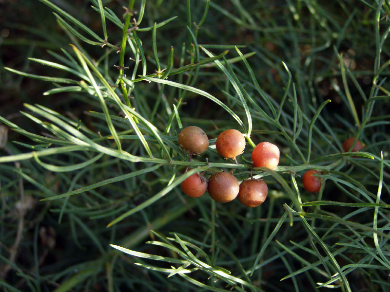 Изображение особи Asparagus verticillatus.