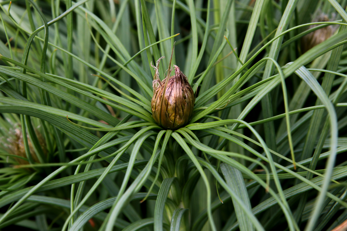 Image of Asphodeline lutea specimen.