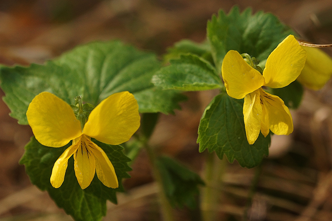 Image of Viola uniflora specimen.