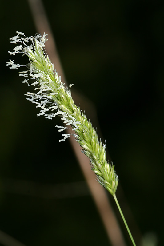 Изображение особи Sesleria alba.