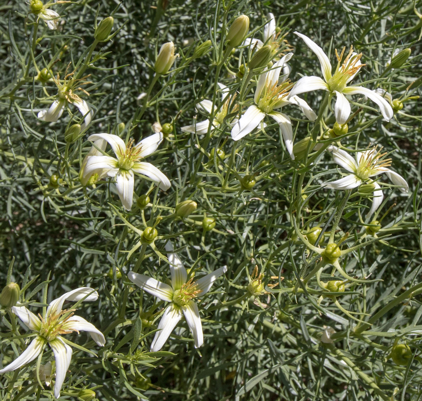 Image of Peganum harmala specimen.