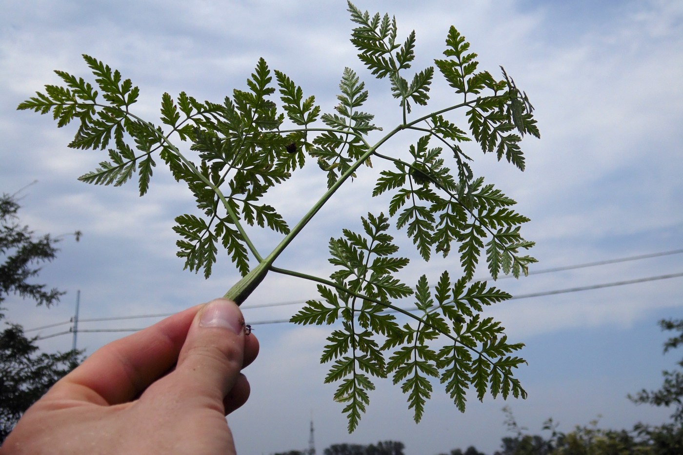 Изображение особи Conium maculatum.