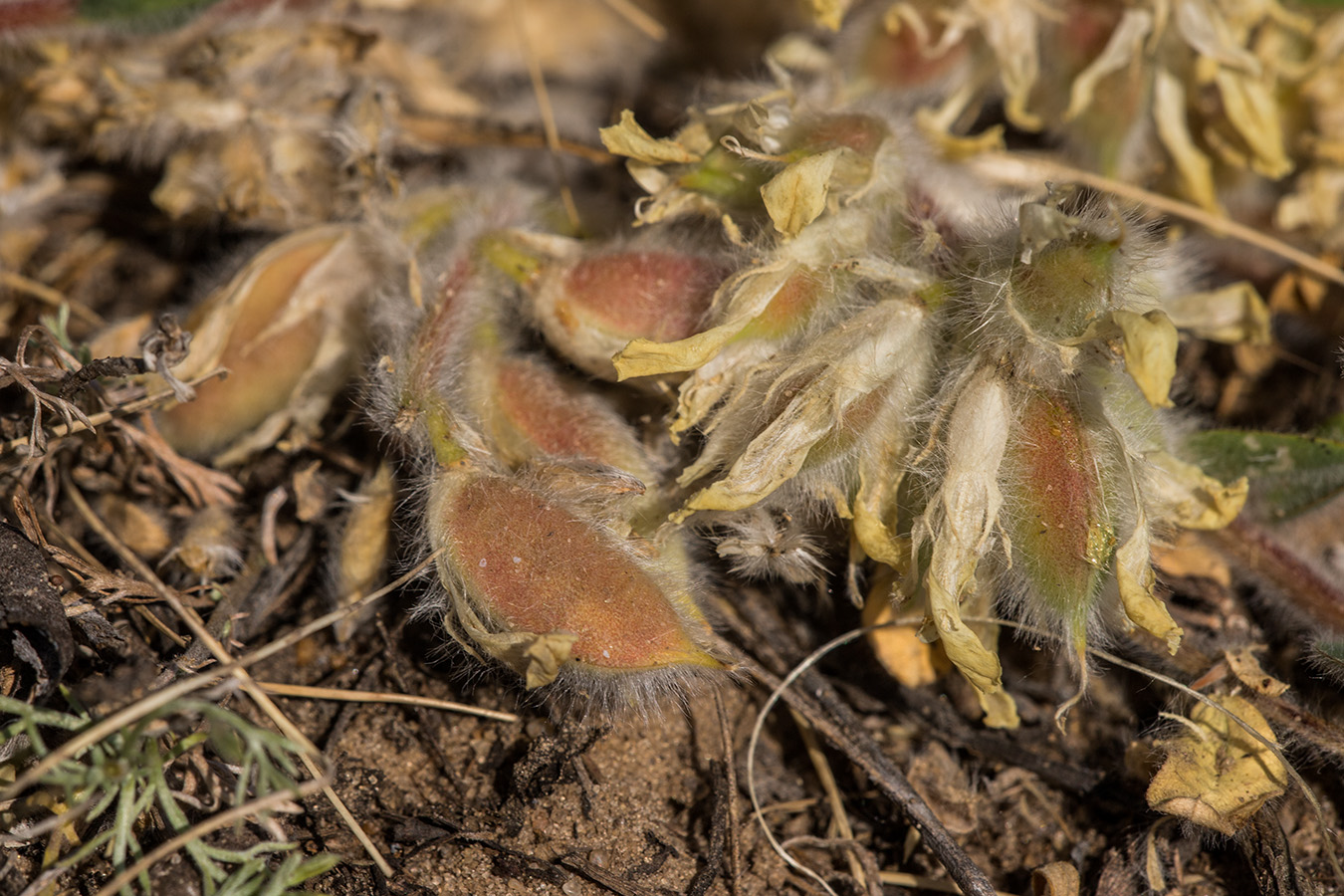 Изображение особи Astragalus pubiflorus.