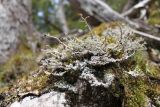 genus Stereocaulon. Талломы с апотециями. Австралия, штат Тасмания, национальный парк \"Mount Field\", на моховой подушке. 25.12.2010.