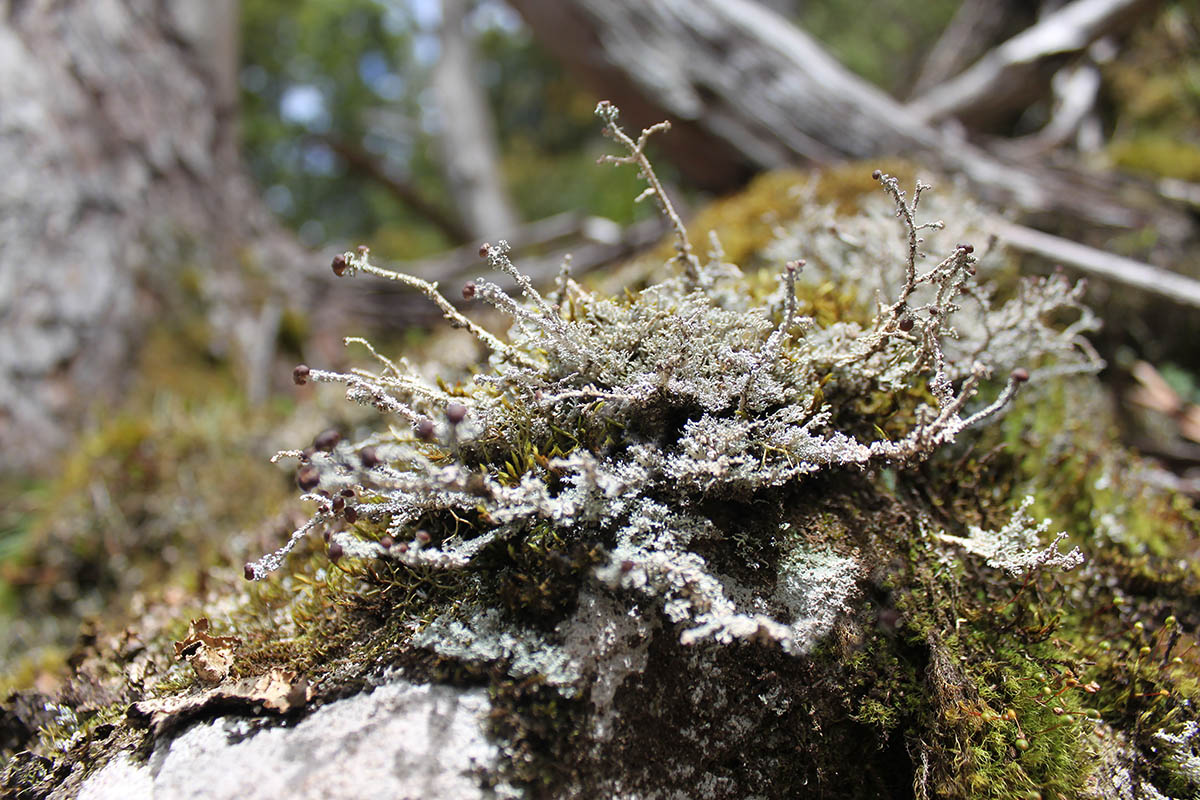 Image of genus Cladonia specimen.