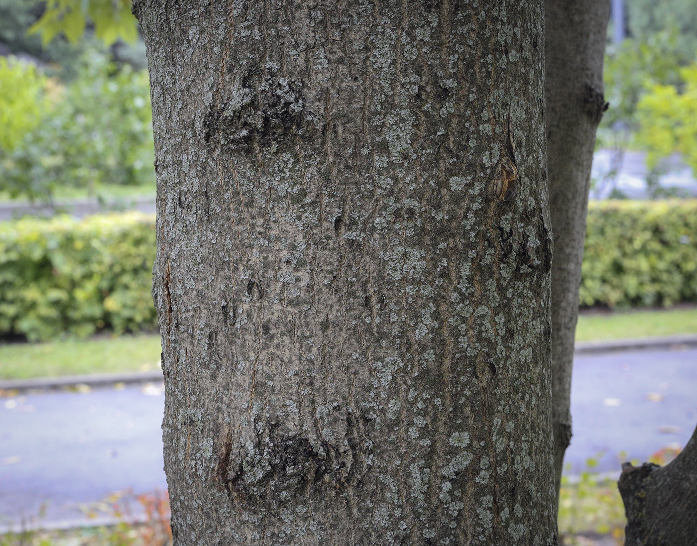 Image of Fraxinus excelsior specimen.