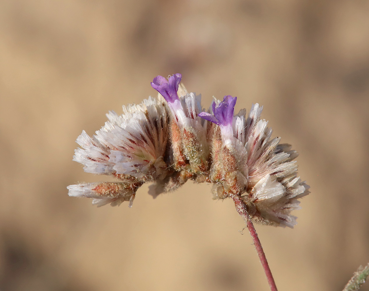 Image of Eremolimon drepanostachyum specimen.