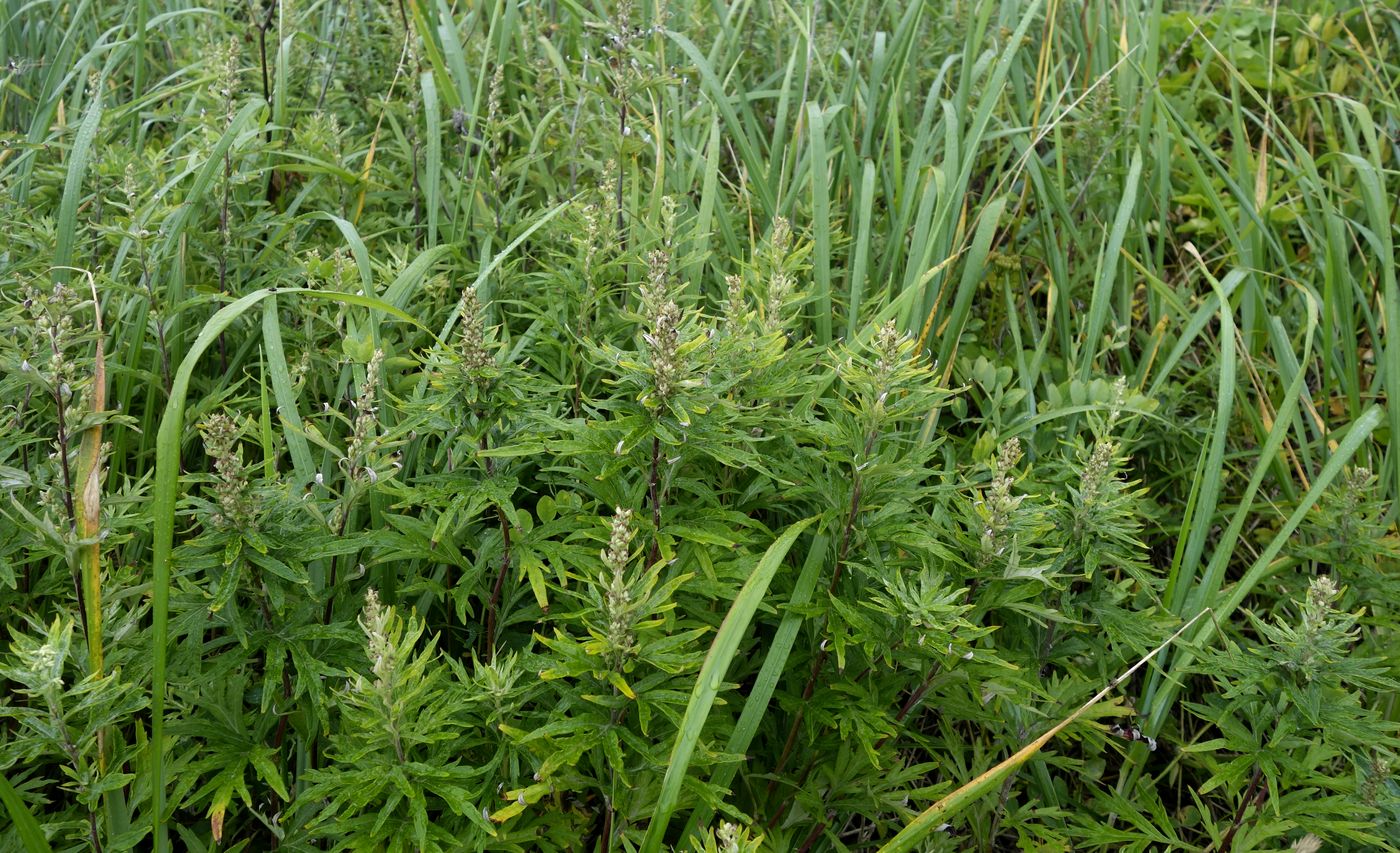 Изображение особи Artemisia opulenta.